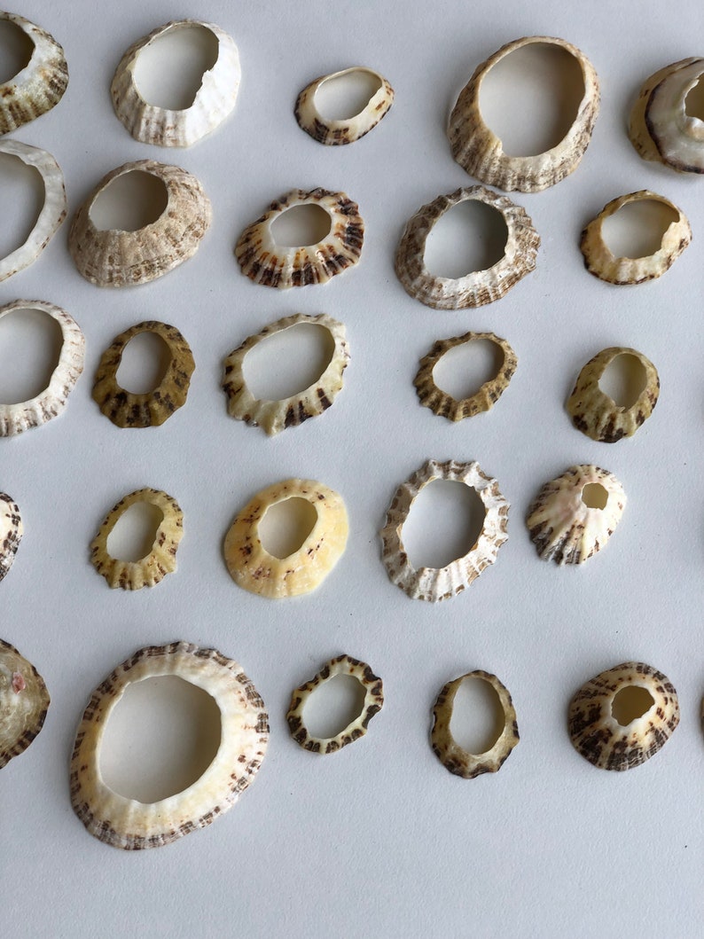 Lot of 30 Limpet Shell Rings, Perfect for Jewelry Making, Wall Art ...