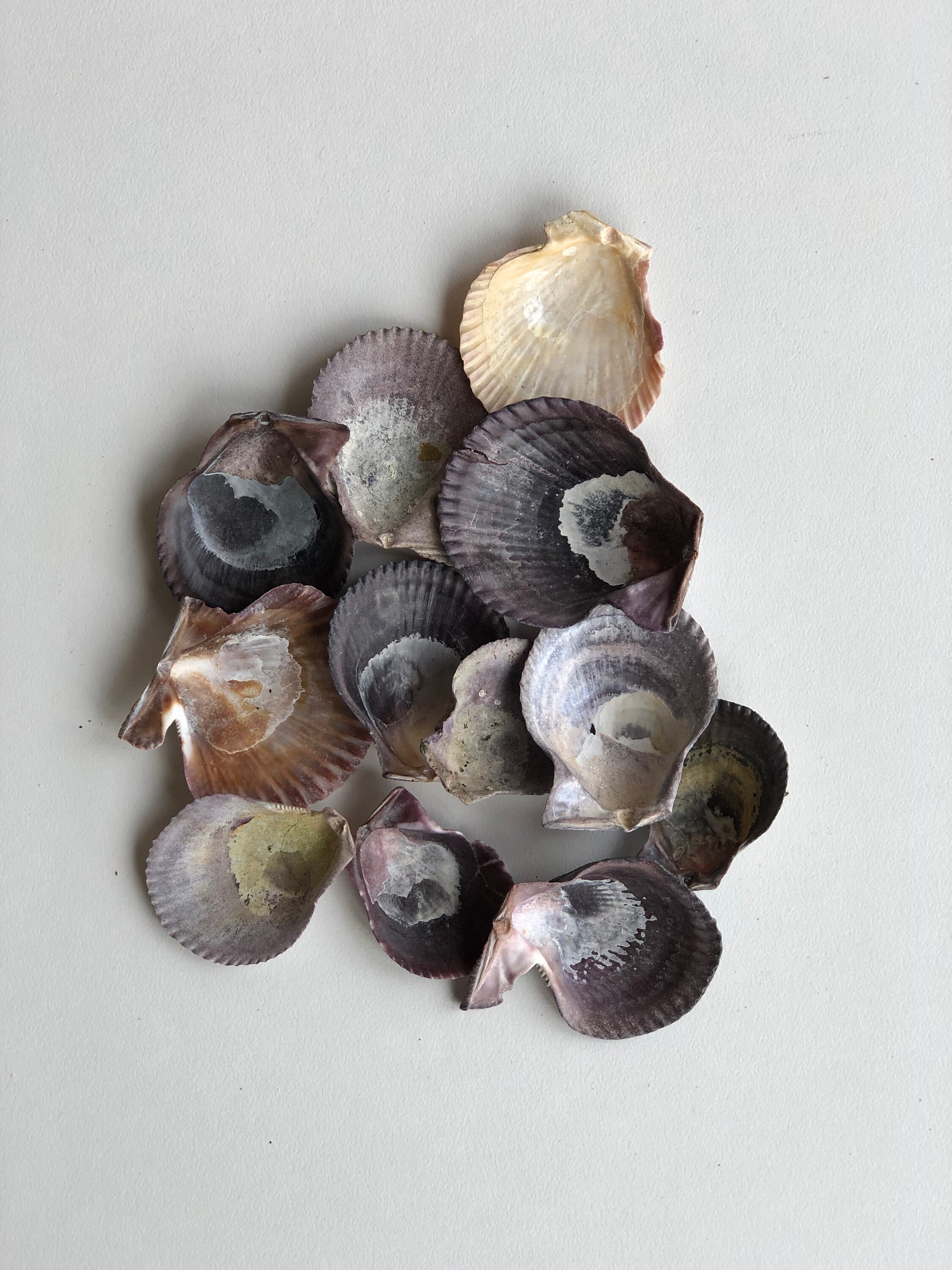 12 Mini Purple Pectin Scallop Shells, Perfect for Picture Framing ...