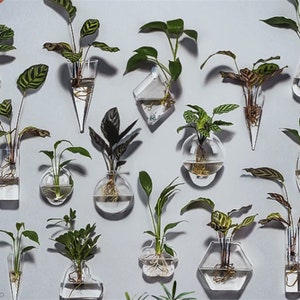 Wall Hanging Hydroponic Glass Planter, 17 Shapes Transparent Terrarium Vase Decoration, Plant Cuttings Propagation Planter, Green Dill Vase