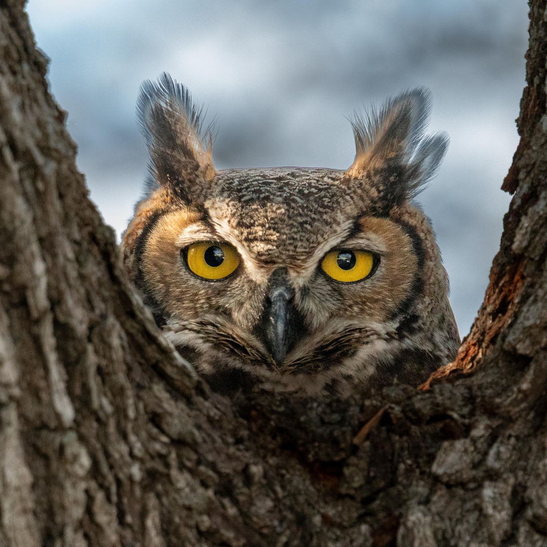 Great Horned Owl Wall Art | Wildlife Photography | Rustic Nature Decor ...