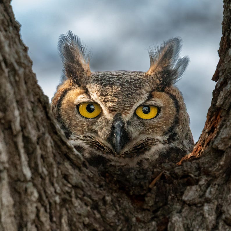 Great Horned Owl Wall Art | Wildlife Photography | Rustic Nature Decor ...