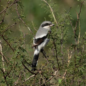 May include: A gray and white bird with a black mask and wings perches on a leafy branch. The bird has a long, black and white striped tail and a hooked beak. The background is a soft green, suggesting a natural habitat.
