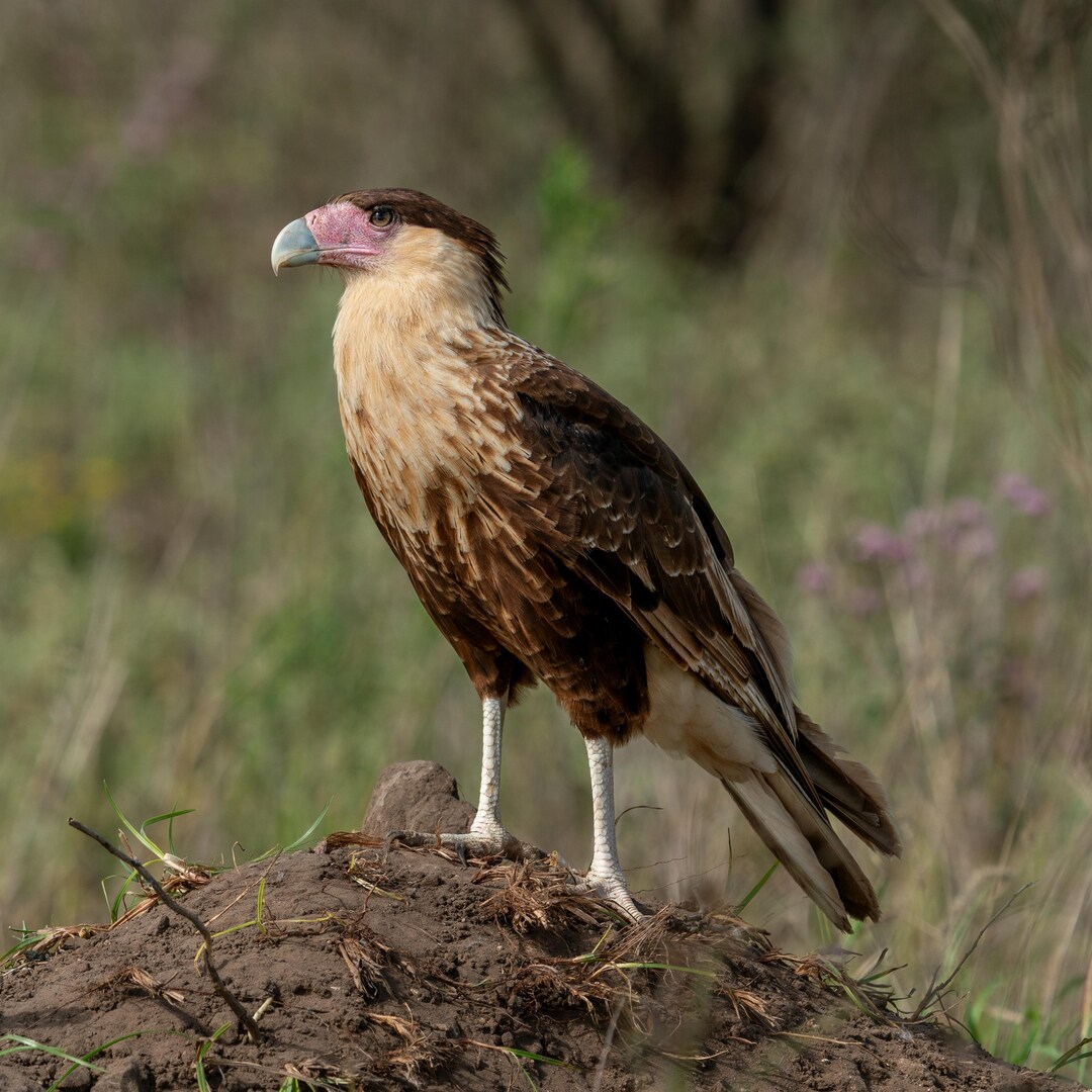 Crested Caracara Wall Art | Texas Raptor Photography | Wildlife Bird ...