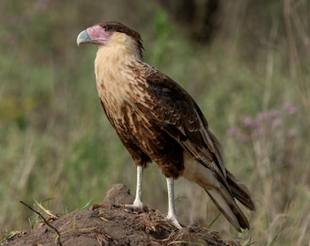 Muurkunst caracara met kuif | Texas Raptor-fotografie | Wilde vogelprint | Natuurmuurdecoratie | Digitale download