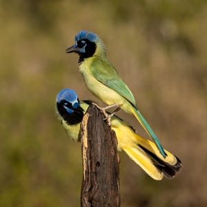 Puede incluir: Dos charas verdes posadas en un poste de madera desgastado. Las aves tienen cabezas azules vibrantes, marcas faciales negras y plumaje verde y amarillo brillante. Un ave mira hacia la izquierda, mientras que la otra se acicala las plumas.