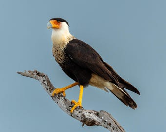 Gekuifde Caracara-natuurfotografie | Digitale download | Muurdecoratie roofdiervogel
