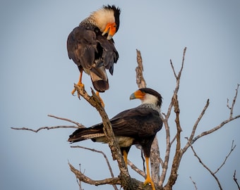 Crested Caracara fotografie print | Kunst aan de muur Texas wilde dieren | Digitale roofvogeldownload | Cabine en natuurdecoratie | Vierkant afdrukbestand