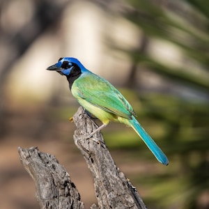 Puede incluir: Un vibrante arrendajo verde con cabeza y cola azules posado en una rama de árbol desgastada. El ave tiene un pico negro y una mancha negra alrededor de los ojos. El pecho y el vientre del ave son de color amarillo suave.