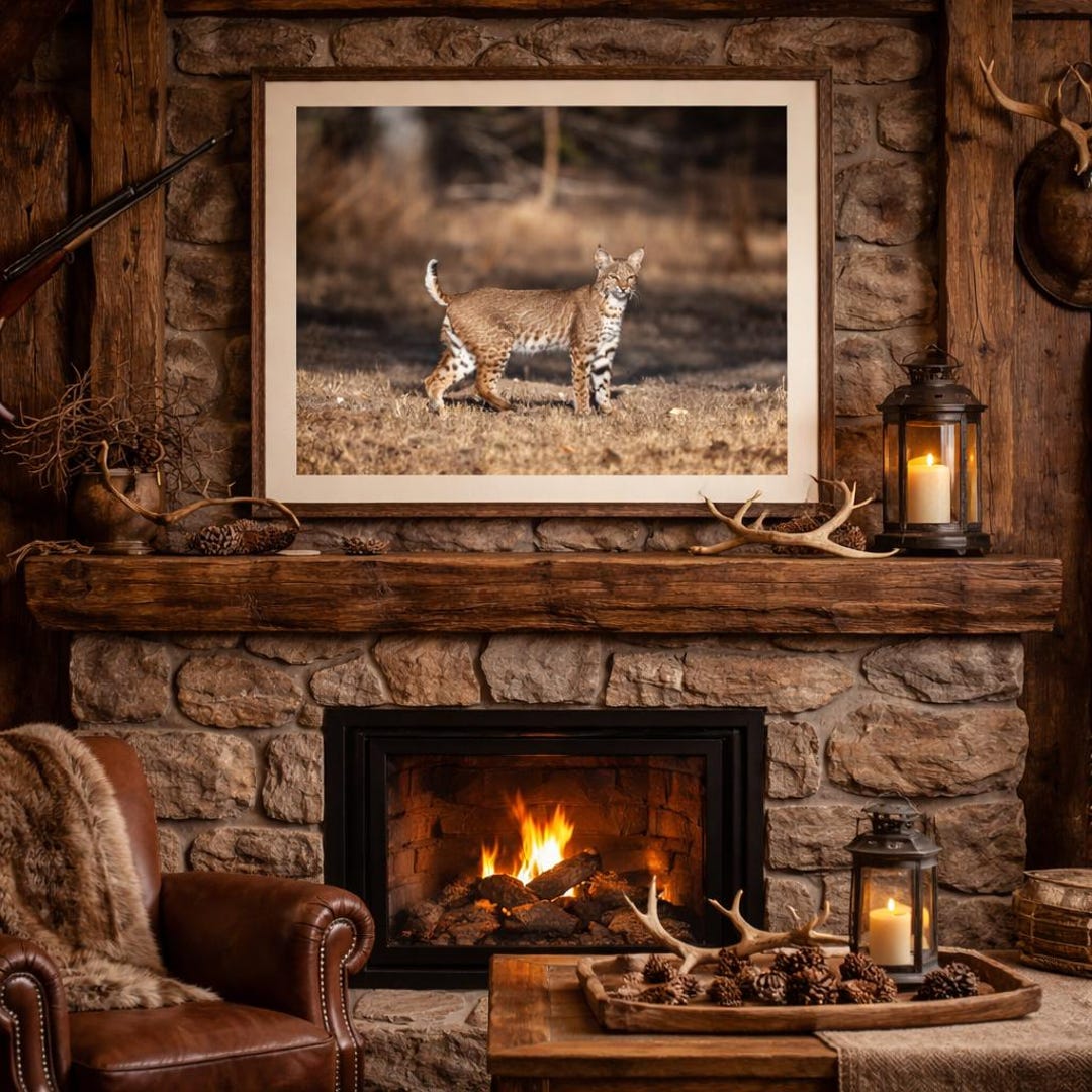 Rustic Bobcat Bobcat Photography Print – South Texas Wildlife, Rustic Ranch Decor ...