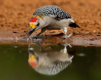 Woodpecker Reflection Wildlife Photography | Bird Wall Art | Nature Photography Print  | Digital Download