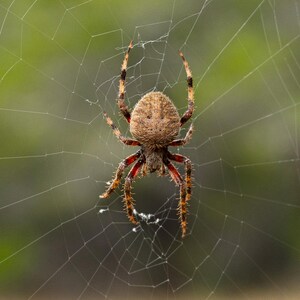 May include: A brown spider with red and orange legs is centered in its web against a blurred green background. The spider's body is round and textured, and its legs are covered in small hairs. The web is intricate and delicate.