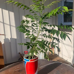 Curry Leaf Tree (Plant) Murraya Koenigii