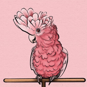 May include: A pink and white cockatoo with a large crest of feathers perched on a wooden perch.