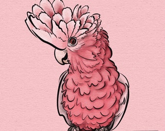 Galah Cockatoo