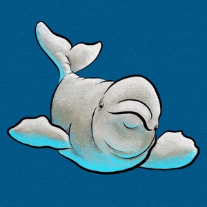 Beluga Whale