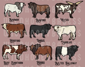 Cattle Png, Cow Png, Bulls Png, Cattle Type Png, Types of Cattle Png, Western Png, Cowboy Png, Angus Png, Eat Beef Png, Punchy Png, Ranch