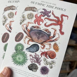 May include: Two art prints showcasing watercolor illustrations of Olympic tide pool species. The prints feature a crab, starfish, sea anemone, and other marine life, with labels identifying each species. The title "Species of the Olympic Tide Pools" is displayed at the top.