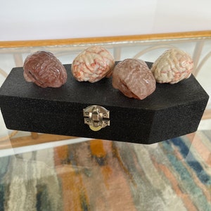 May include: Four realistic-looking brain models in a black velvet-lined box with a silver latch. The brains are made of a translucent material with red and white veins.