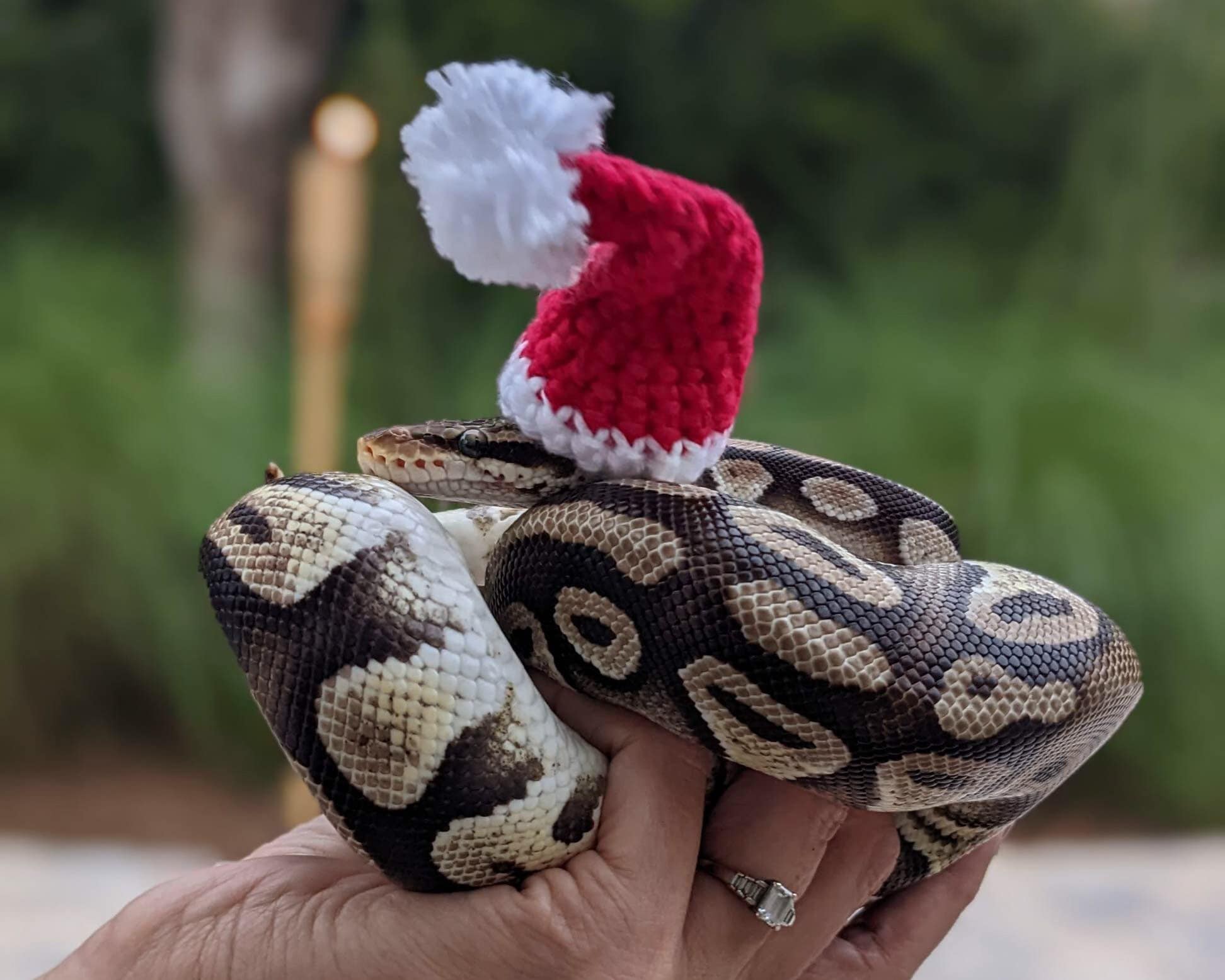Cute Ball Python With Hat