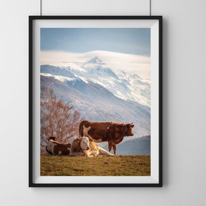 Swiss Cows Fine Print, Cattle Photography, Val d&#39;Hérens Switzerland, Swiss Alps