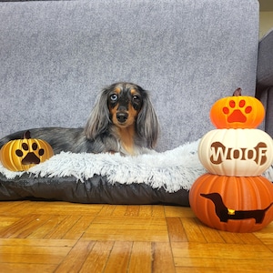 May include: A long-haired dachshund with one blue eye and one brown eye resting on a fluffy bed, accompanied by three decorative pumpkins. One small orange pumpkin has a paw print, while a stacked set features a paw print, the word WOOF, and a dog.