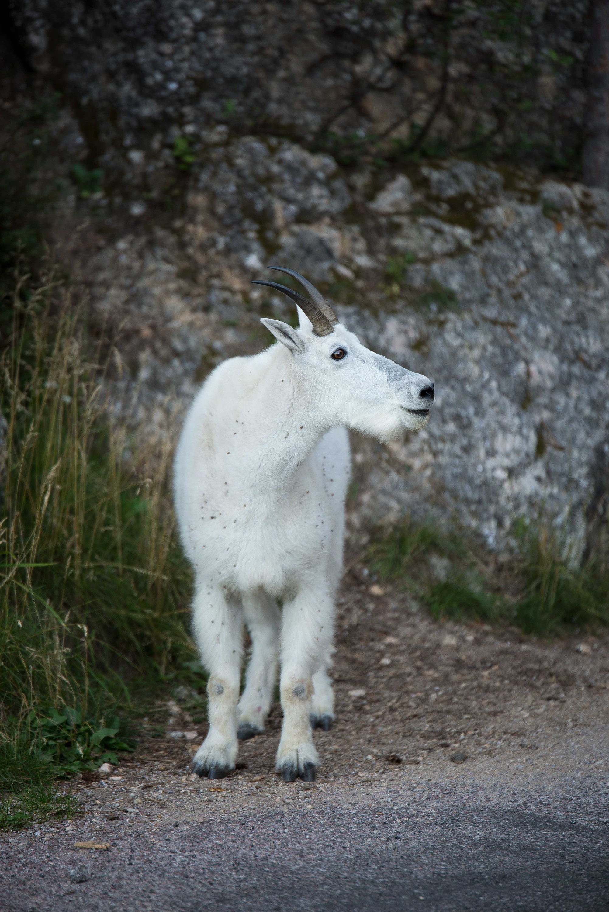 Custer State Park Mountain Goat Fine Art Photography Print Gift Idea