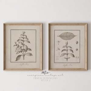 Conjunto de 2 estampas botânicas de café | Gráficos de plantas Cottagecore neutros vintage arte de parede para galeria para impressão | Download digital perene