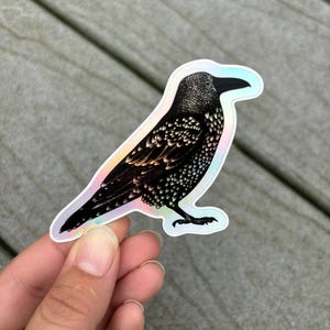 Crow (holo) | Waterproof Sticker for Water Bottle Sticker Laptop Sticker Planner Sticker Car Sticker Tumbler Sticker Hydroflask Sticker