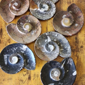 ORTHOCERAS FOSSIL PLATE - Sea Shell Shaped - Made/Imported from Morocco