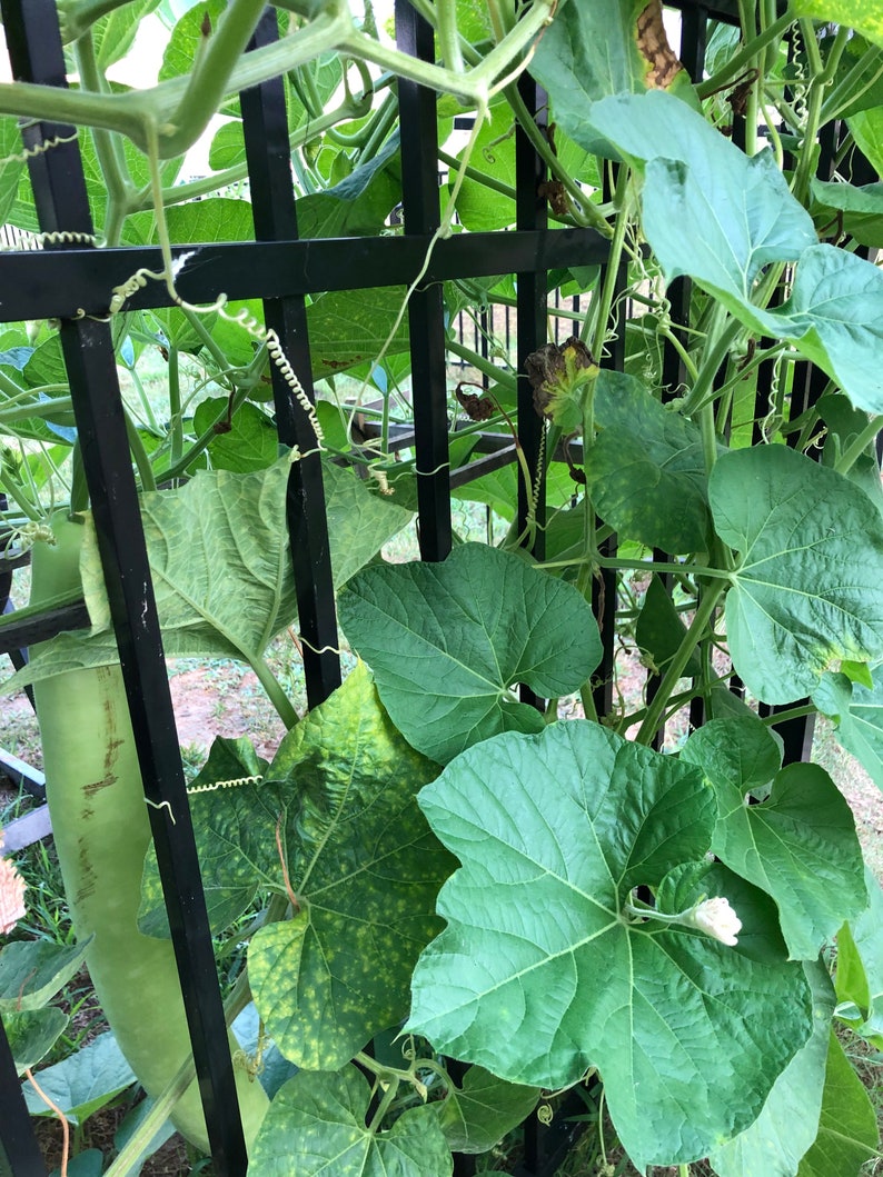 Long Bottle Gourd Squash, Indian Bottle Gourd Seeds, Hat Bau, Organic