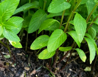 Live Ocimum basilicum, Organic Live Ocimum, Cây Rau Húng Quế, Rau Húng