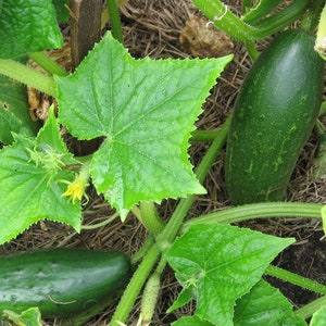 May include: Close-up of a cucumber plant with two green cucumbers growing on the vine. The plant has large, green leaves and is growing in a garden setting.