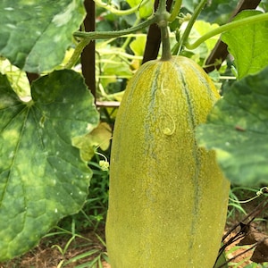 May include: A large, light green melon with dark green stripes growing on a vine. The melon is attached to the vine with a long, thin stem.