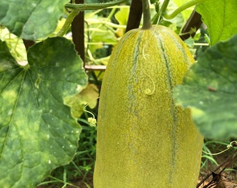 Casaba Melon Seeds, Hat Dua Gang, Hat Dua Bo, Organic Thai Chinese Lao Melon, Non GMO Melon Seeds