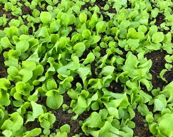 May include: A close-up view of a garden bed filled with lush green lettuce plants. The plants are growing in rich, dark soil and are covered in tiny water droplets.
