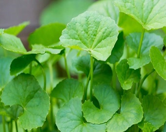 Live Root Organic Pennywort, Centella Plant, Pennywort Live Plant, Fish Tank Plant, Plant, Live Vegetable Plant, Grow in the US, Aquarium