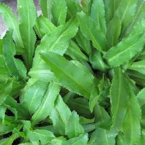 Culantro Seeds, Ngò gai, Eryngium foetidum, Mexican coriander, thorny coriander, Saw Leaf, Mùi Tàu, Ngò Tàu Seeds, Coriander Seeds, Ngo Gai