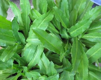 Culantro Seeds, Ngò gai, Eryngium foetidum, Mexican coriander, thorny coriander, Saw Leaf, Mùi Tàu, Ngò Tàu Seeds, Coriander Seeds, Ngo Gai