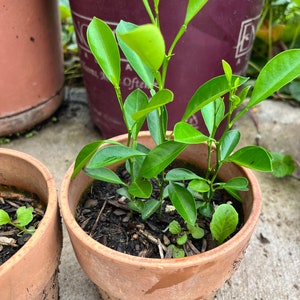 May include: A small potted plant with vibrant green leaves. The plant is in a terracotta pot, filled with dark soil. Other potted plants are visible in the background, suggesting a garden setting.
