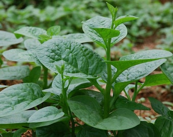 Organic Malabar Spinach Seeds, Asian Spinach, Chinese Vietnamese Spinach, Hạt Mồng Tơi, Non GMO Malabar Seeds, Grow in the US