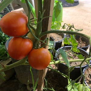 Organic Tomato Seeds, Heirloom Box Car Willie Tomato Seeds