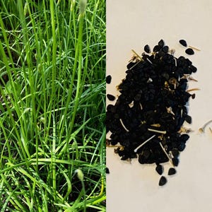 Organic Garlic Chives Seeds, Chives Seeds, Hẹ, Seeds, Ready to Plant Seeds. Rare Seeds, Grow Your Own, Organic Seeds, Chives, Thai Chinese