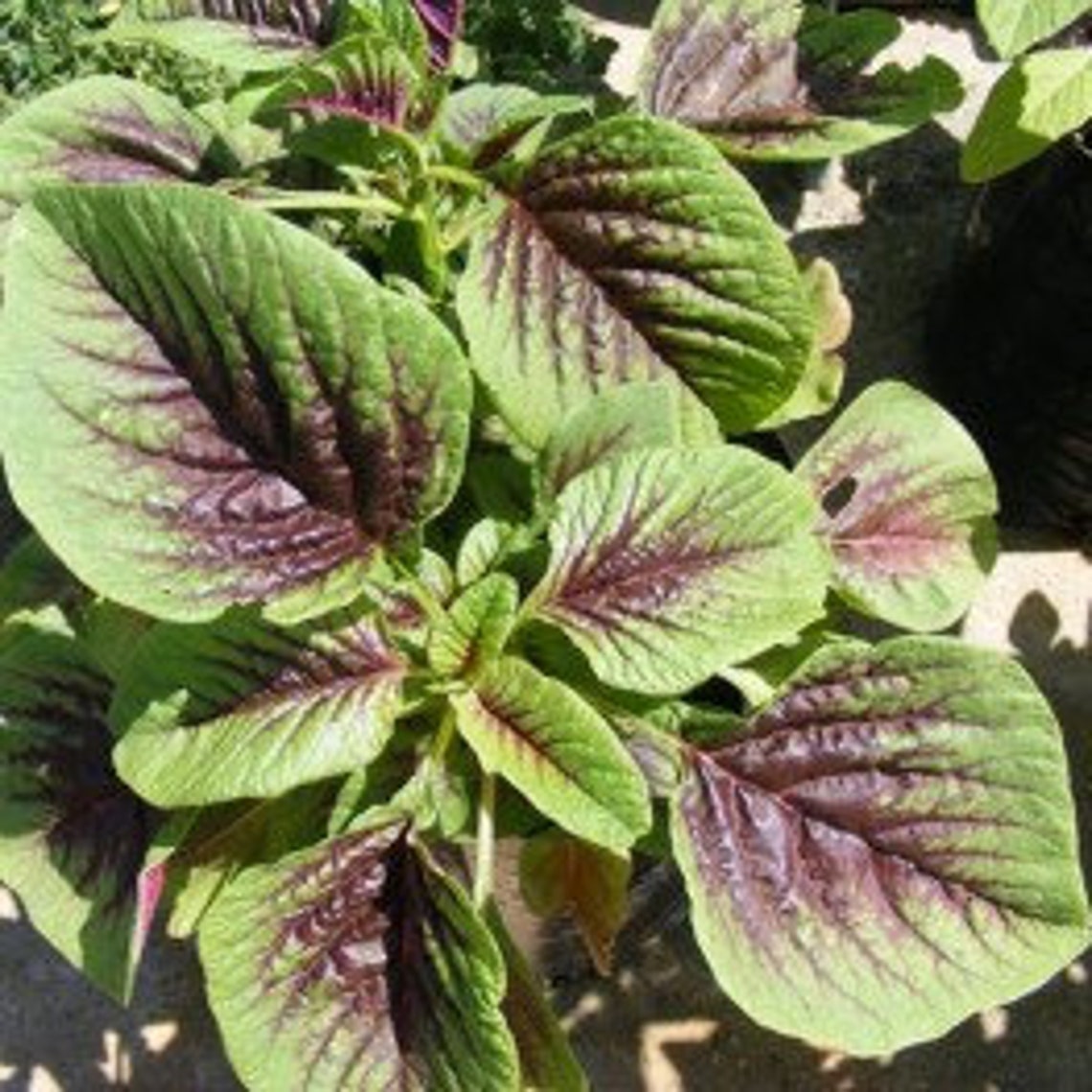 Hạt Rau Dền đỏ, Organic Amaranth Seeds, Amaranth Seeds, Purple Amaranth ...