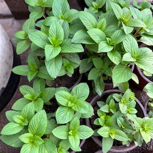 May include: Close-up of several potted mint plants with vibrant green leaves. The plants are in brown pots and are arranged in a cluster.