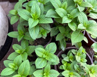 Live Potted Ocimum mint, Organic Live Ocimum, Cây Rau Húng Quế, Rau Húng, Vietnamese Mint
