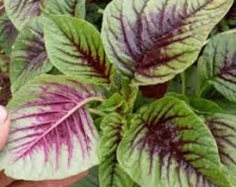 Hạt rau dền đỏ, organic Amaranth Seeds, Amaranth Seeds, Purple Amaranth, Blood Amaranth, Huautli, Mexican Grain Amaranth