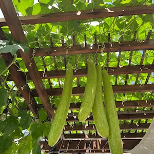 Long bottle gourd squash, Indian Bottle Gourd Seeds, Hat Bau, Organic Gourd Seeds, Cucuzza Squash, Italian Squash, Asian Squash, Organic Gou
