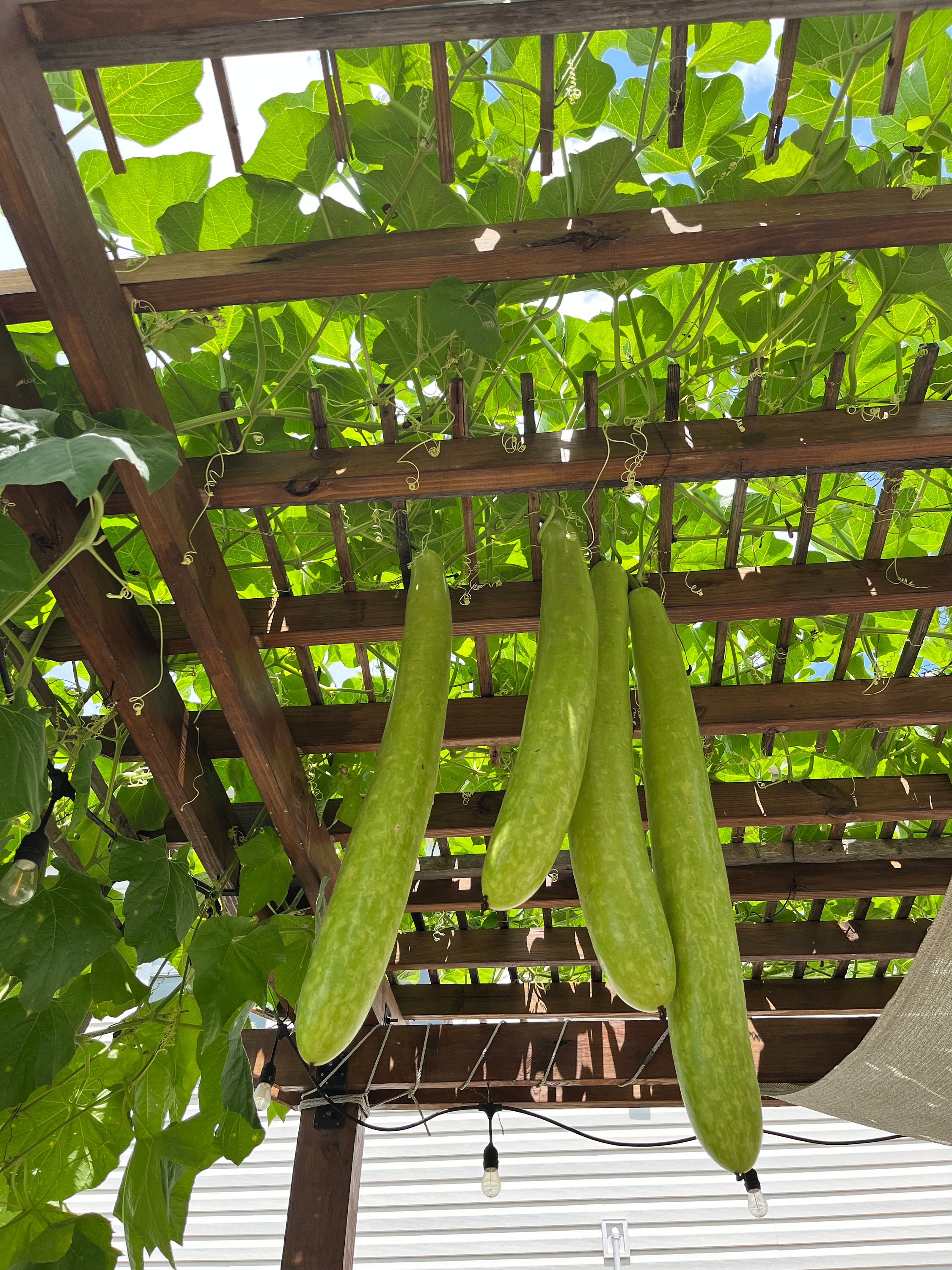Long bottle gourd squash, Indian Bottle Gourd Seeds, Hat Bau, Organic Gourd Seeds, Cucuzza Squash, Italian Squash, Asian Squash, Organic Gou