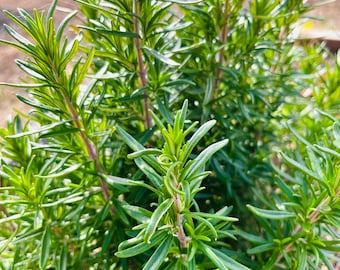 Fresh Rosemary, Rosemary Decorations, Wedding Decor, Fresh Herb, Organic Fresh Rosemary, Non GMO Fresh Rosemary, Rosemary