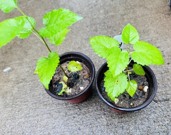 May include: Two small potted plants with vibrant green leaves. The plants are in dark brown pots filled with soil and small white stones. The leaves are a bright, fresh green color, suggesting healthy growth. The image is taken from a slightly elevated angle.